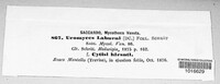 Uromyces pisi-sativi image